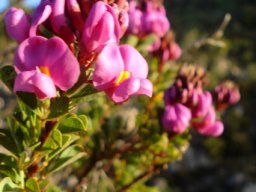 Hypocalyptus sophoroides nectar guides
